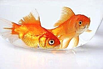 ماذا تأكل السمكة الذهبية بجانب رقائق السمك؟ 