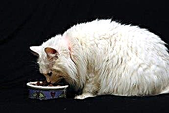  การกินตะกละโดยแมว 