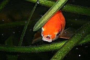  Vokser gullfisk til størrelsen på miljøet? 