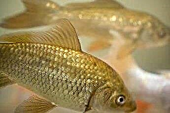  Защо златните рибки се въртят в резервоари? 