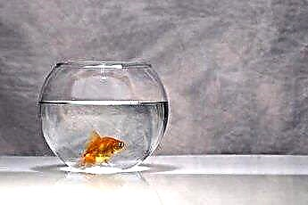  Χρειάζεται το Goldfish μια δεξαμενή με φιλτραρισμένο νερό; 
