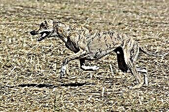  Greyhound-verzorging 