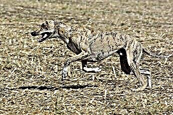  Greyhound Anestesia 