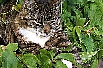  สิ่งที่กรวดช่วยให้แมวอยู่ห่างจากเตียงดอกไม้และพุ่มไม้? 