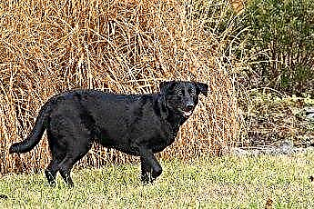  Hvordan stelle en svart labhund 