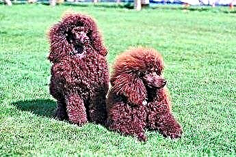  Grooming French Poodles 