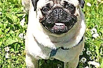  Guging a Pug 