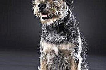  Grooming & Stripping a Terrier 