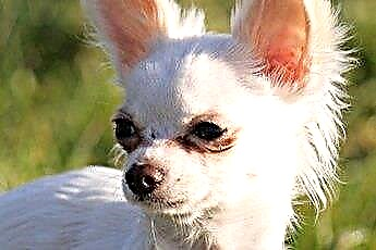  Chihuahua-pentujen kasvu 