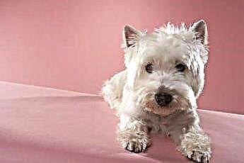  قصات الشعر ل West Highland White Terrier 