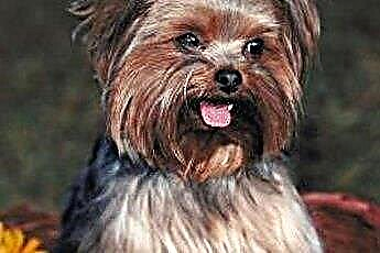 Style fryzur dla psów rasy Yorkshire Terrier 