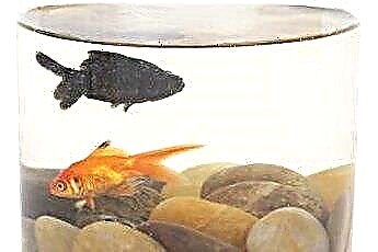  Hva skjer når en gullfisk begynner å bli svart? 