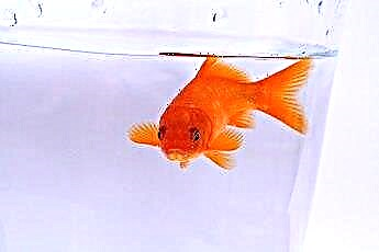  Que se passe-t-il lorsque votre poisson rouge a la pourriture des nageoires? 