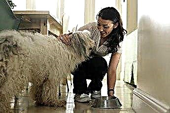  Makanan Anjing Keras vs. Lembut 