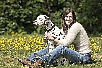  Συμπτώματα πυρετού Hay σε σκύλους 