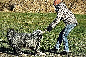  Sundhedsproblemer i gamle engelske fårehunde 