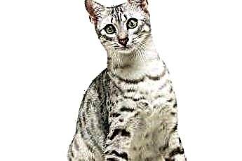  Ali je Hedera Helix strupena za mačke? 