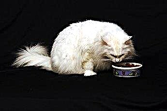  Cách giấu thuốc trong thức ăn cho mèo 
