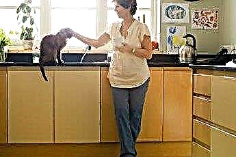  Cucina casalinga per gatti con malattie renali 