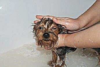  Etusivu korjaustoimenpiteitä koiran ihon ihottumasta kirppuilta 