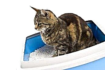  Domáci liek na zabránenie močenia mačky na skrini vedľa skrinky na odpadky 