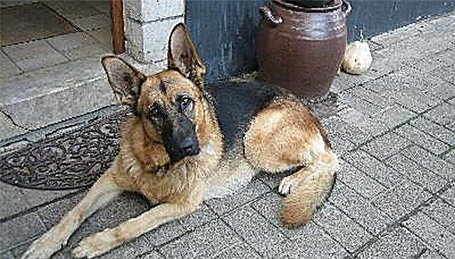  Makanan Anjing Buatan Sendiri untuk Gembala Jerman 