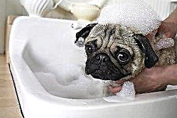  Naminės šunų vonios servetėlės 