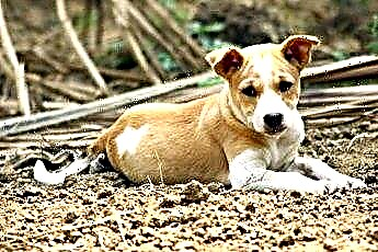  Hjemmelaget sandkasse for hunder 