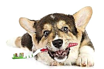  Domača pasja zobna pasta 