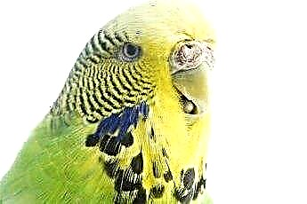  Domáce papagájové dobroty s rímskym šalátom 