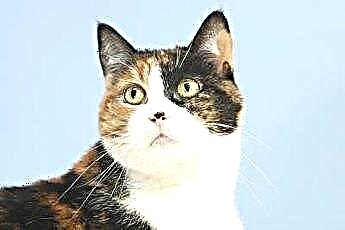  Pengobatan Homeopati untuk Kucing dengan Kecemasan Pemisahan 