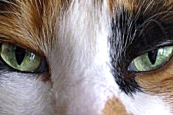  Синдром Хорнера и расширенные зрачки у кошек 