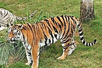  Huskatte, der ligner tigre 