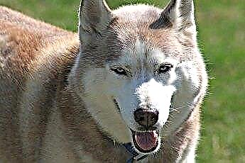  Huskies são relacionados a lobos? 