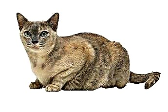  Hipertiroidismo y función hepática en gatos 
