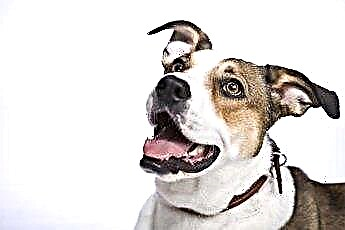  החשיבות של ניקוי אוזני כלב 