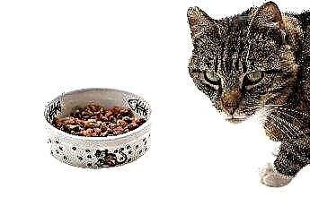  Como aumentar o apetite em um gato que envelhece 