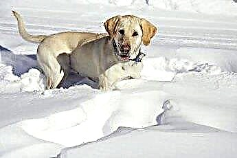  Tăng số lượng thức ăn cho chó con Labrador vào mùa đông 