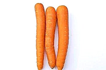  फीडिंग डॉग्स गाजर के बारे में जानकारी 