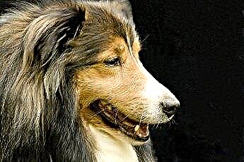  מידע על כלבי קולי זעירים 