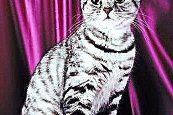  Informacije o američkim kratkodlakim mačkama Silver Tabby 