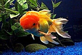  Vă prezentăm New Goldfish într-un tanc 