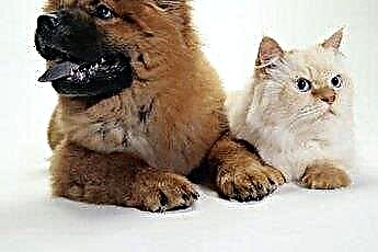  Cara Memperkenalkan Anak Anjing Besar yang Lebih Lama kepada Anak Kucing Kecil 