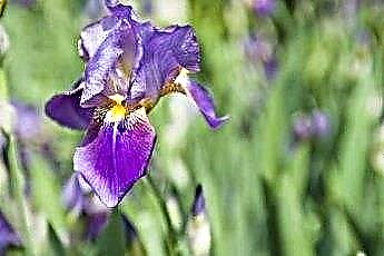  Irises & Daylilies เป็นพิษต่อแมวและสุนัขหรือไม่? 