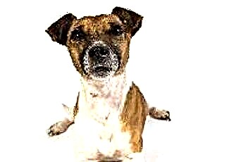  Mengapa Rambut Jack Russell Terrier Saya Terus Rontok? 