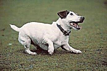  Les Jack Russell Terriers aiment-ils creuser? 