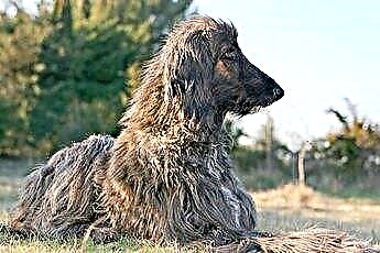  كيفية حماية شعر كلب الصيد الأفغاني من الحصيرة 