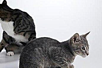  Masalah Sendi pada Polydactyl Kittens 