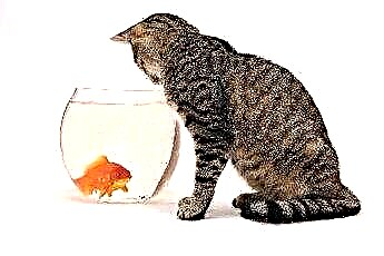 Come tenere un gatto fuori dall'acquario 