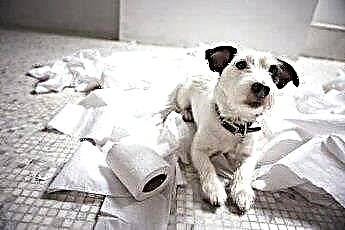  Kako psa preprečiti, da bi žvečil toaletni papir 